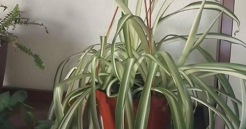 Youtube.com/epicgardening